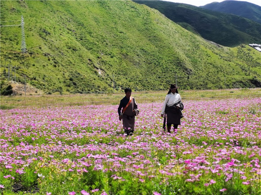 牧民在花海.jpg 牧民在花海.jpg