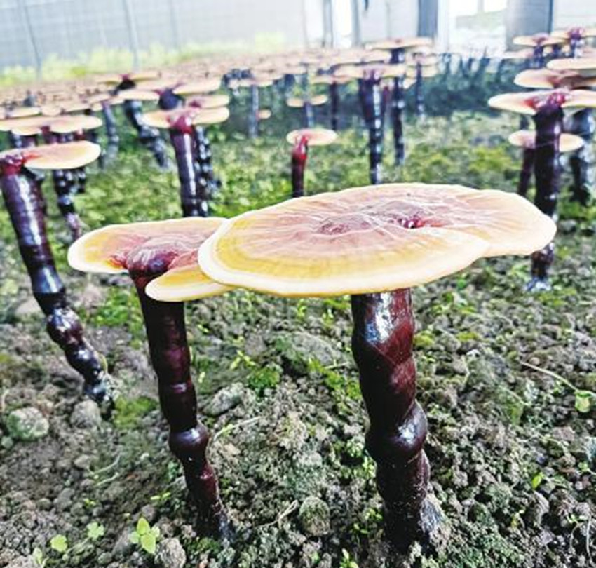 棚內(nèi)靈芝.jpg 棚內(nèi)靈芝.jpg