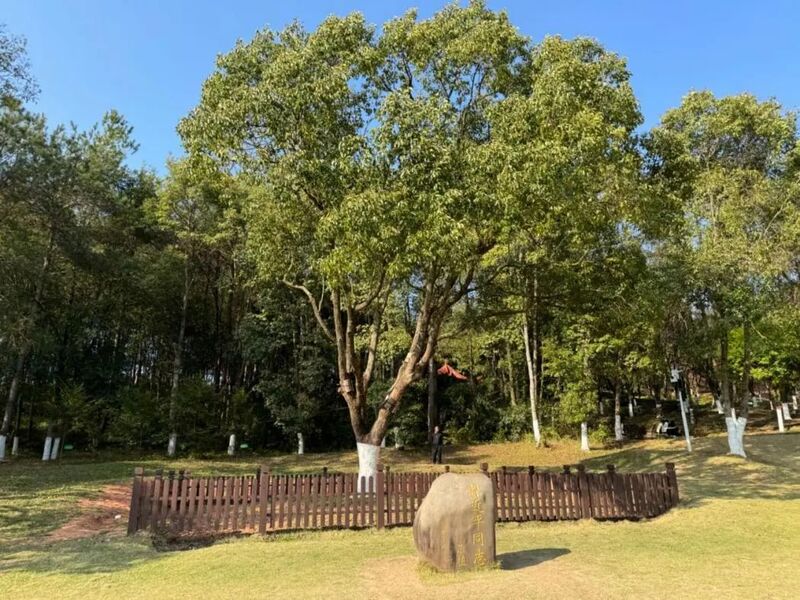 習(xí)近平同志為福建省長(zhǎng)汀縣水土保持科教園捐種的香樟樹(shù)。圖源：學(xué)習(xí)時(shí)報(bào)